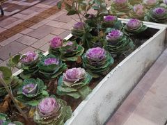 -上島咖啡(石龙路店)