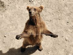 -新疆天山野生动物园