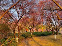 -杭州植物园