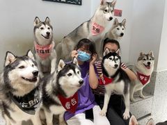 -Husky Go!哈士奇体验馆·宠物咖啡厅狗咖