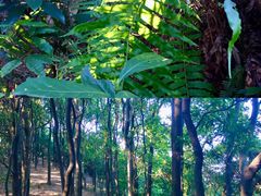 -火炉山森林公园