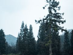 -武陵山森林公园