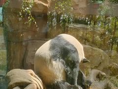 -成都动物园