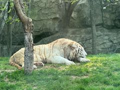 -北京野生动物园