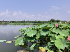 -白洋淀风景区