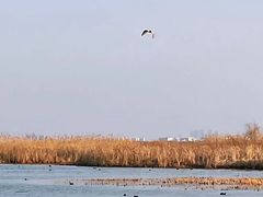 -苏州太湖湖滨国家湿地公园