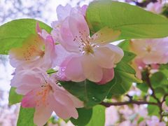 -海棠花溪(元大都城垣遗址公园)