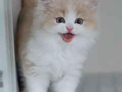 -lincat·猫舍(广州店)