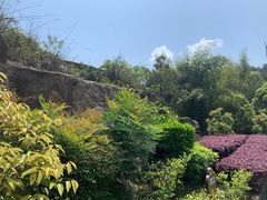 -铁山坪森林公园