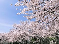 -高东镇樱花园