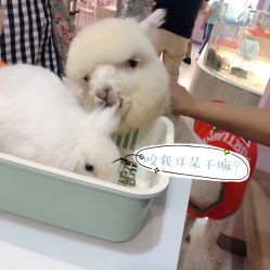 -Moni星球萌宠·小马宝莉·灵蛇·高端高阶全萌宠互动体验俱乐部(红豆国际广场店)
