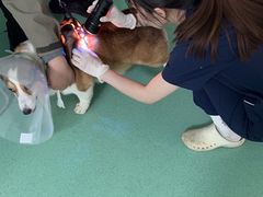 -北京观赏动物医院·24小时大型综合·猫专科·异宠专科