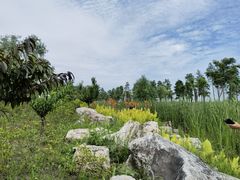 -春花秋色城市公园