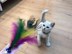 -袖虎宠物(岭南新世界店)