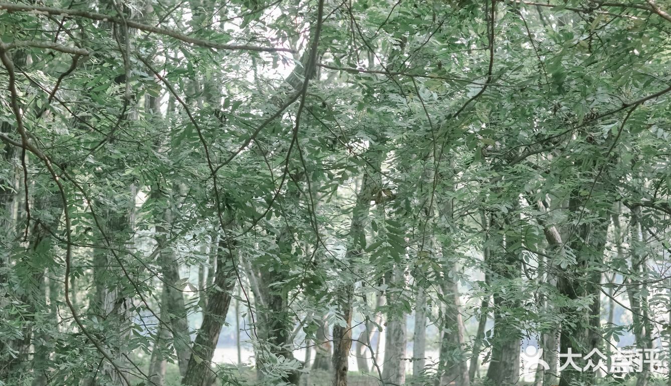 黄山·西溪南古村落 | 闯入童话中的绿野仙踪