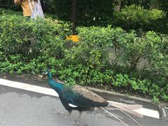 -巴拉湾海滩