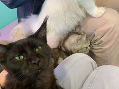 -十年猫舍·猫咪专门店(普陀店)