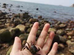 -日照海滨国家森林公园