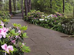 -铁山坪森林公园