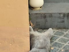 -猫岛主趣味餐厅(鼓浪屿店)