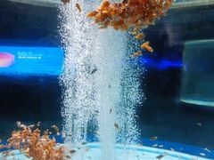 -海合安成都极地海洋公园