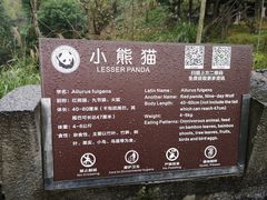 -都江堰中华大熊猫苑