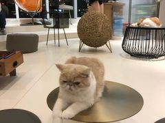 -飞行喵MR PILOT|猫舍·猫咖(静安大融城店)