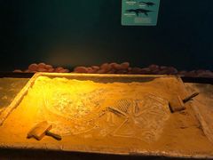 -悉尼海洋生物水族馆