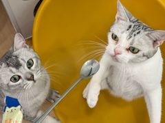-有喵·猫咖·狗咖·30几只猫10只小狗(岗厦店)