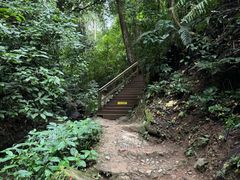 -西双版纳原始森林公园