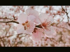 -桃花堤公园