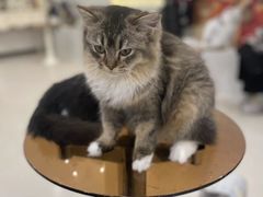 -共舞时光猫咖·狗咖(新街口店)