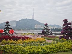 -野狸岛