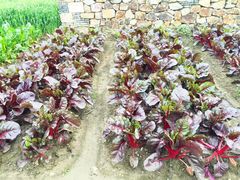 -田园东方蜜桃村的田野营地