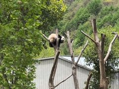 -卧龙中华大熊猫苑神树坪基地