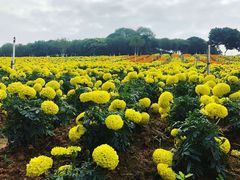 -松山湖梦幻百花洲