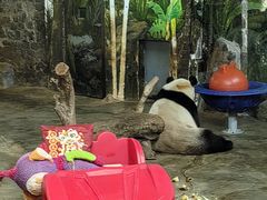-海南热带野生动植物园