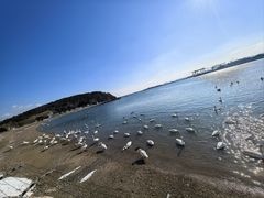 -烟墩角天鹅湖