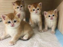 -十年猫舍·猫咪专门店(普陀店)