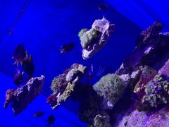 -大连圣亚海洋世界