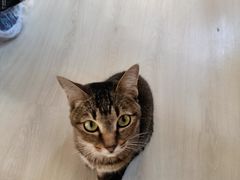 -豆逗聊愈猫阁Easy Life