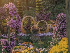 -上海共青森林公园