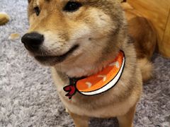 -柴务处·柴犬主题狗咖