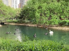 -长白岛森林公园