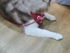 -Husky Go! 哈士奇体验馆·宠物咖啡厅狗咖