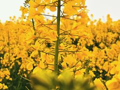 -中国天府农业博览园