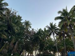 -东郊椰林