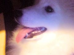 -骐奇宠物诊疗中心(南亭公路店)