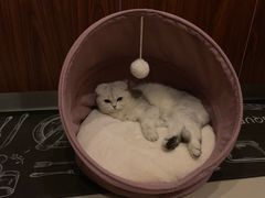 -豪客来牛排(重庆大学城熙街店)