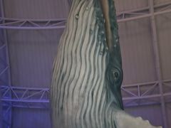 -烟台海昌鲸鲨海洋公园